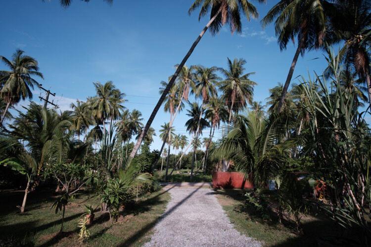 Coconut Tree *