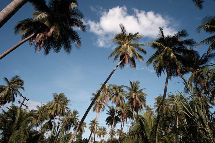 Coconut Tree